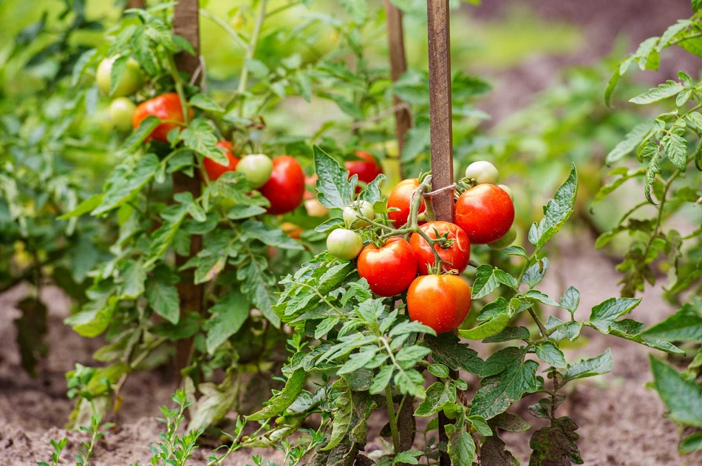 Quand semer et planter les tomates