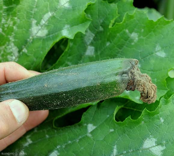Botrytis courgette