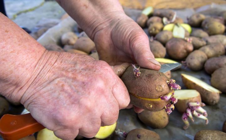 Comment couper les pommes de terre pour les semer