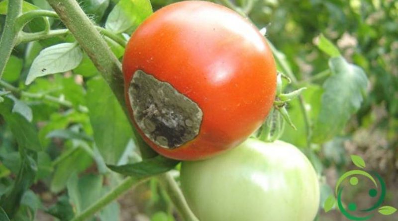 causes de la pourriture apicale de la tomate