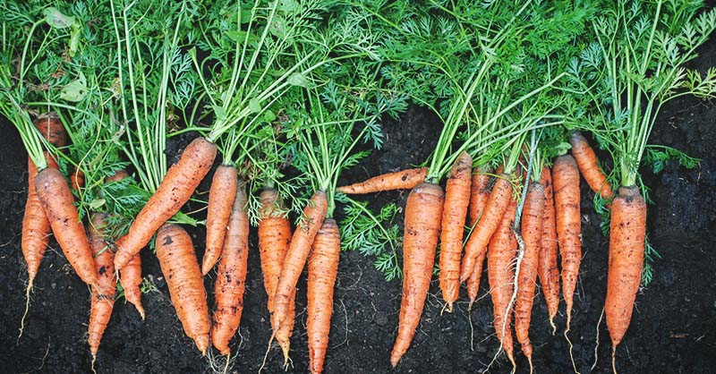 quand ceuillr les carottes