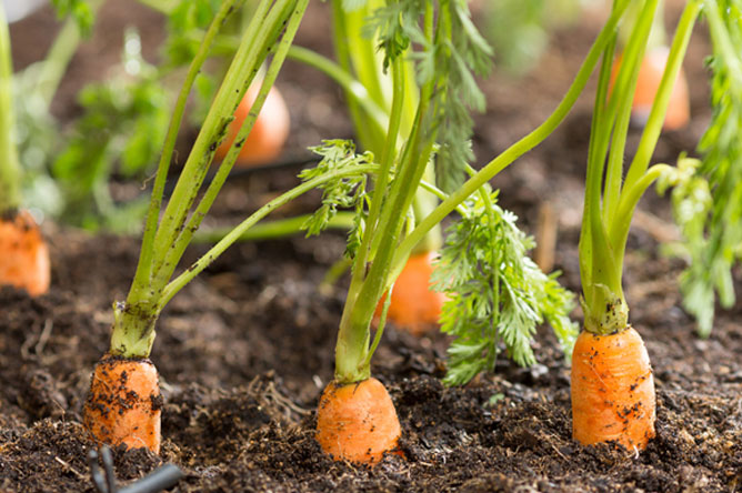 sol pour planter des carottes
