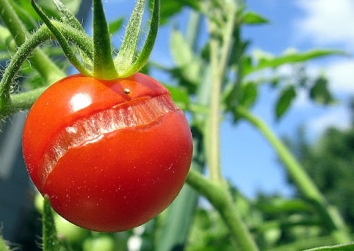 tomate fendue